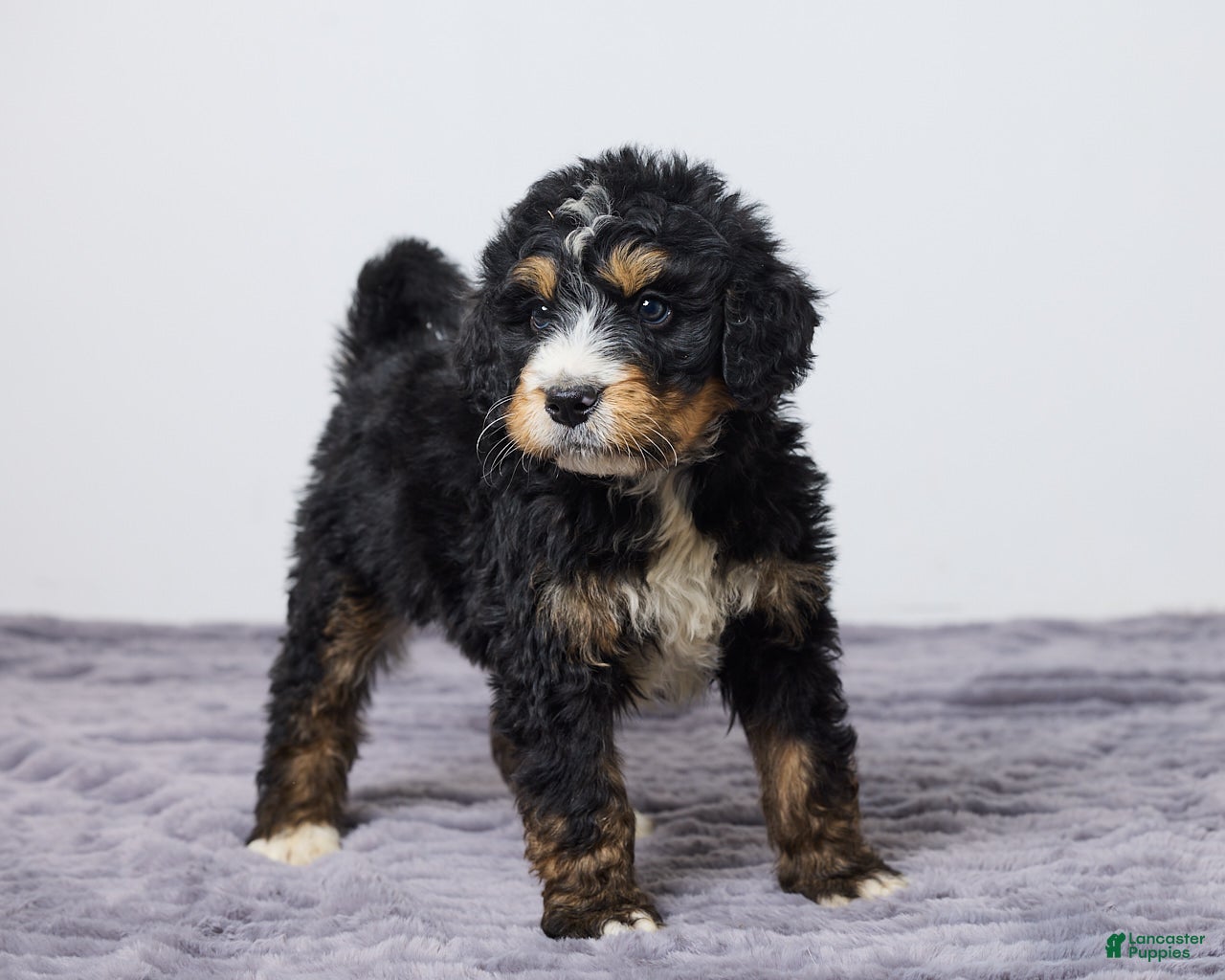 Bernedoodle dogs King - Ad 2