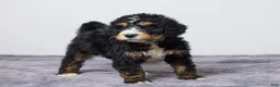 Bernedoodle dogs for sale: King - Ad 2