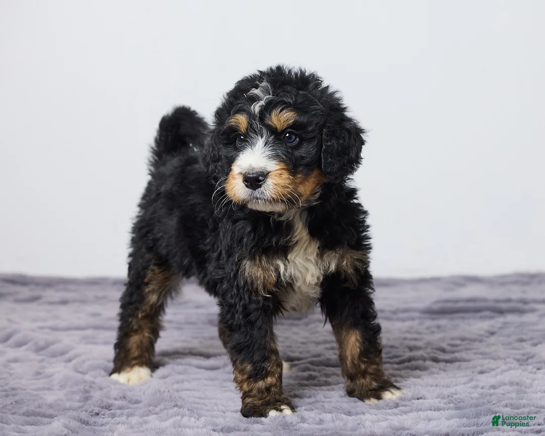 Bernedoodle dogs for sale: King - Ad 2