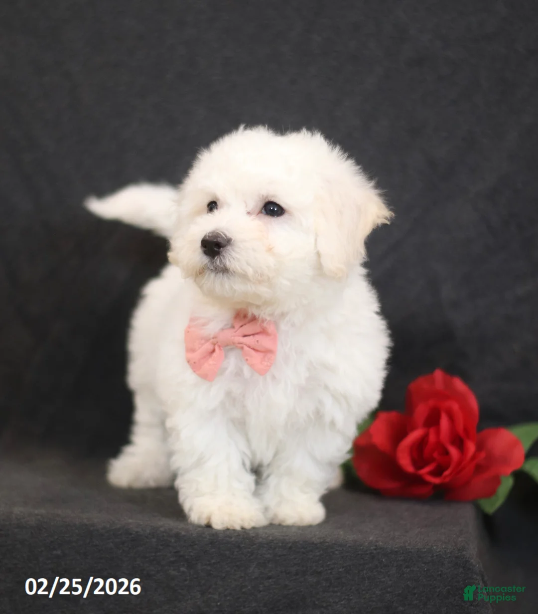Bichon Frise dogs for sale: Blossom - Ad 5
