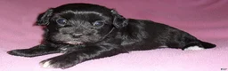 Shihpoo dogs for sale: Cinders - Ad 3