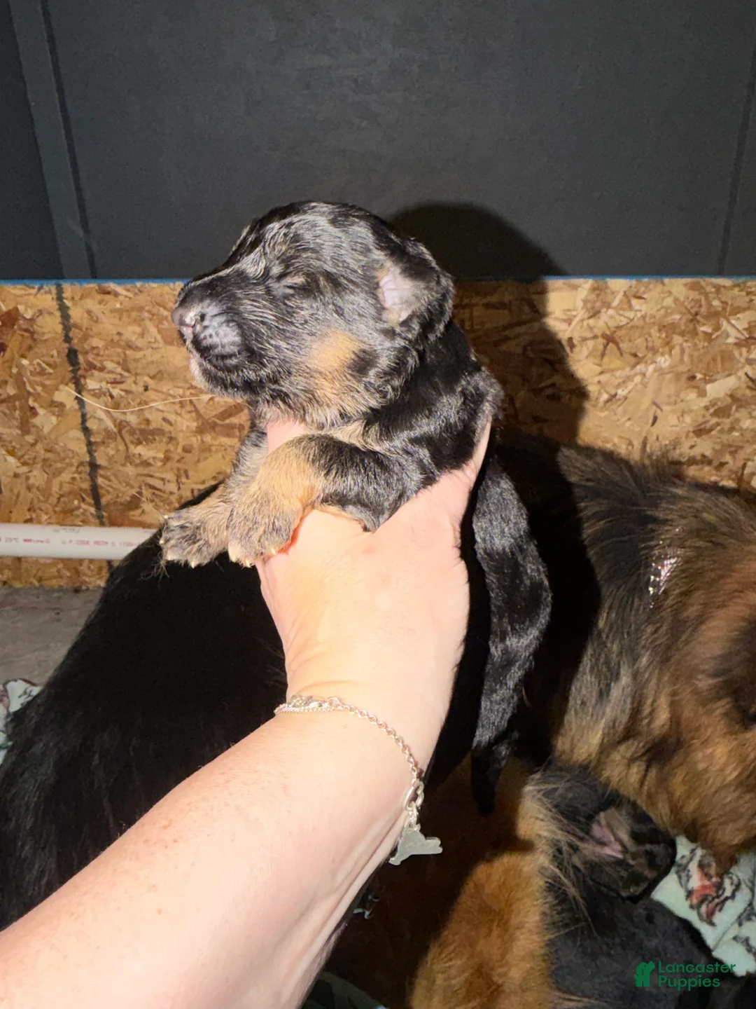 German Shepherd dogs for sale: German Shepherd Puppy 4 - Ad 5
