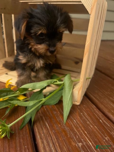 Yorkshire Terrier dogs Archie - Ad 2