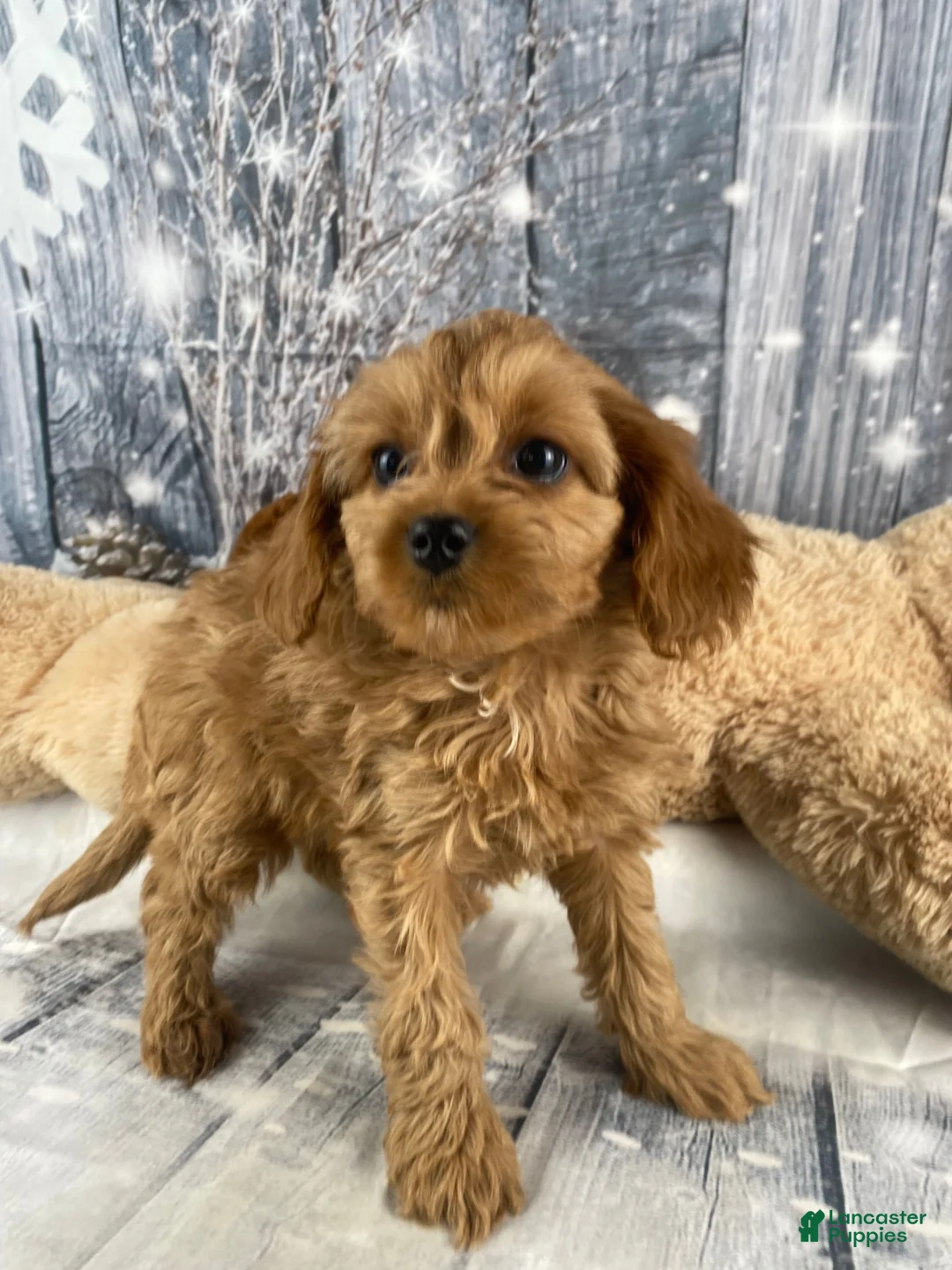 Cavapoo dogs for sale: Mabel - Ad 12