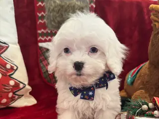 Cavapoo dogs Snow - Ad 4