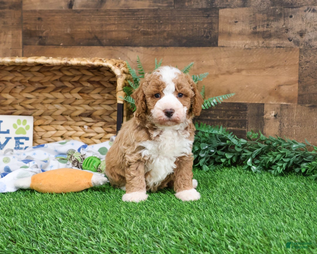 Mini Goldendoodle dogs for sale: Rigatoni - Ad 3