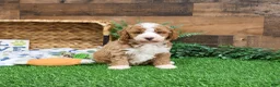 Mini Goldendoodle dogs for sale: Rigatoni - Ad 7
