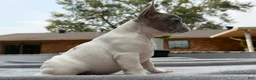 French Bulldog dogs for sale: Frances - Ad 3