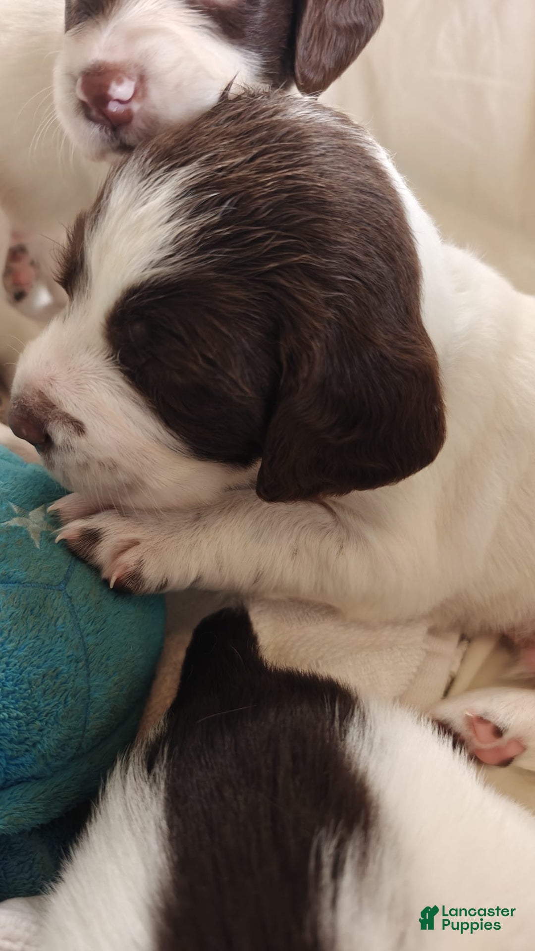 English Springer Spaniel dogs for sale: English Springer Spaniel Puppy 1 - Ad 4