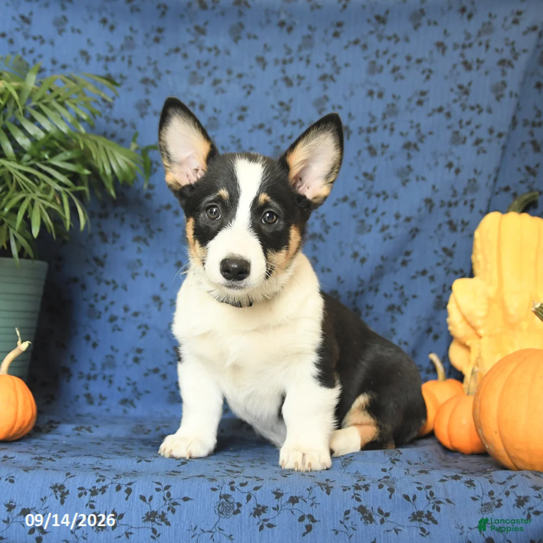 Welsh Corgi Pembroke dogs for sale: Lexi  - Ad 1