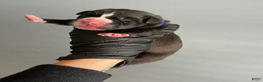 Sentinel Soul’s Black Balmain *Black North American Mastiff*
