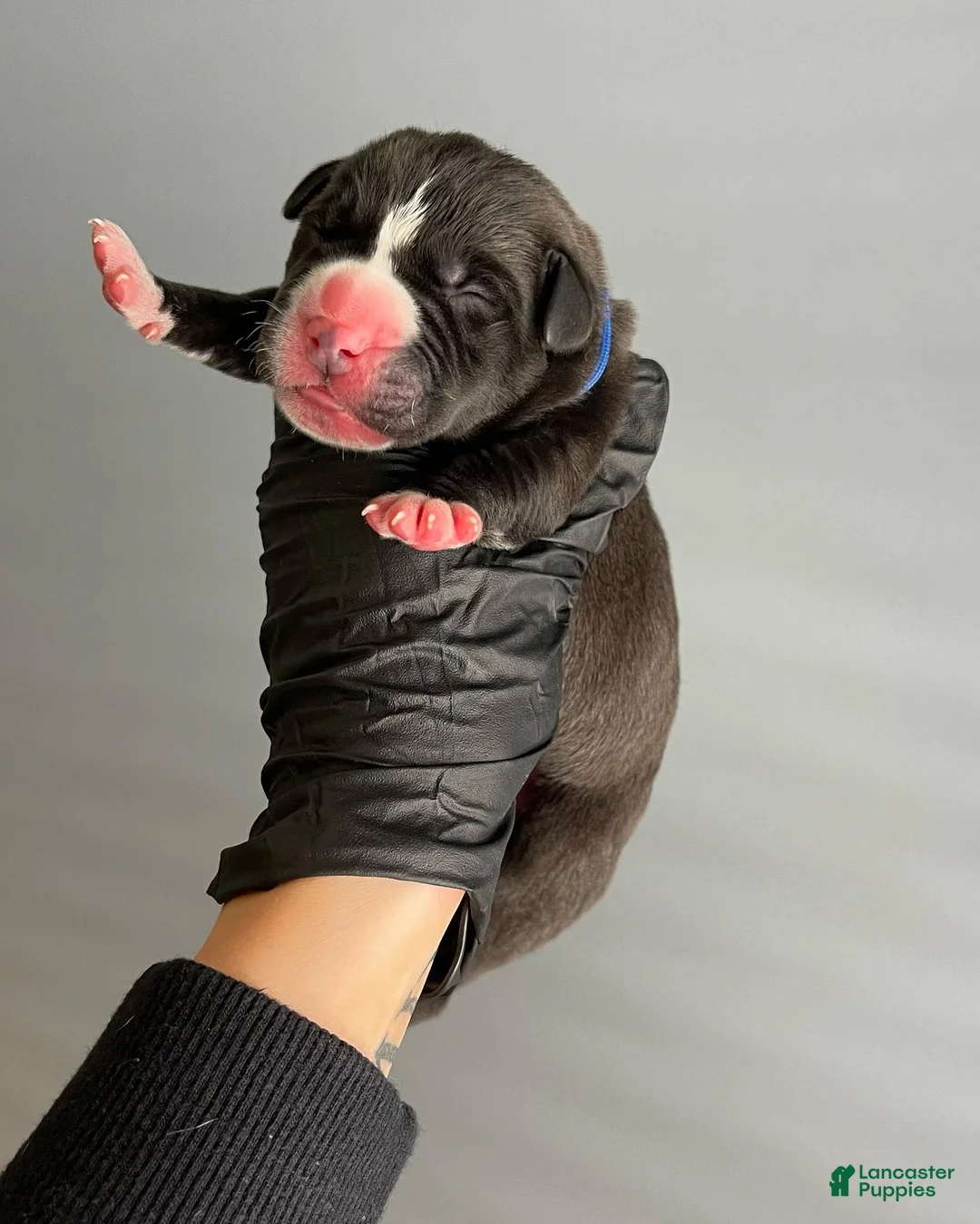 Cane Corso dogs for sale: Sentinel Soul’s Black Balmain *Black North American Mastiff* - Ad 1