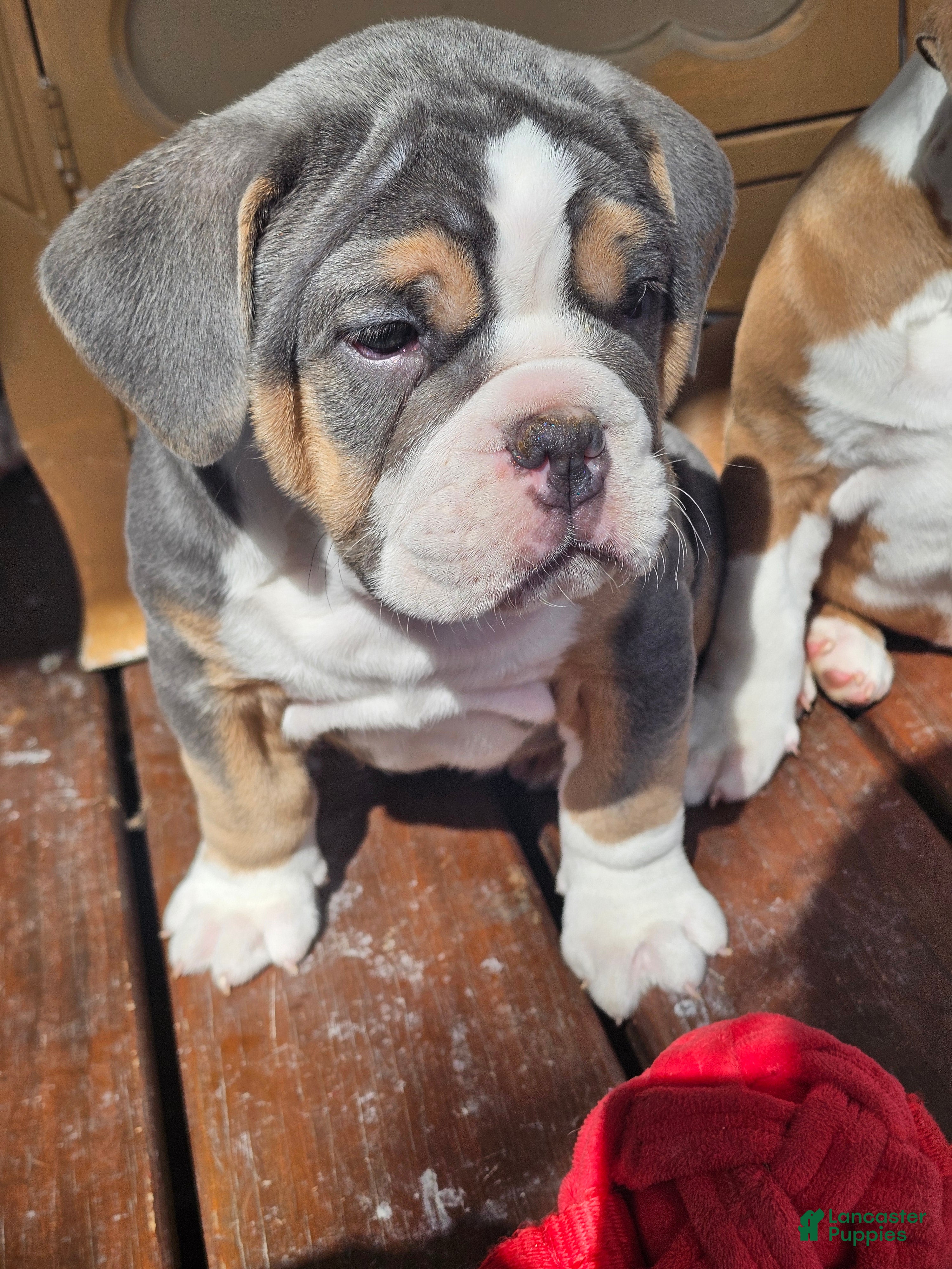 Olde English Bulldogge dogs Dudley Bulldogges Apollo - Ad 17