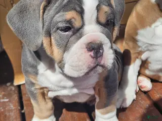 Olde English Bulldogge dogs Dudley Bulldogges Apollo - Ad 17