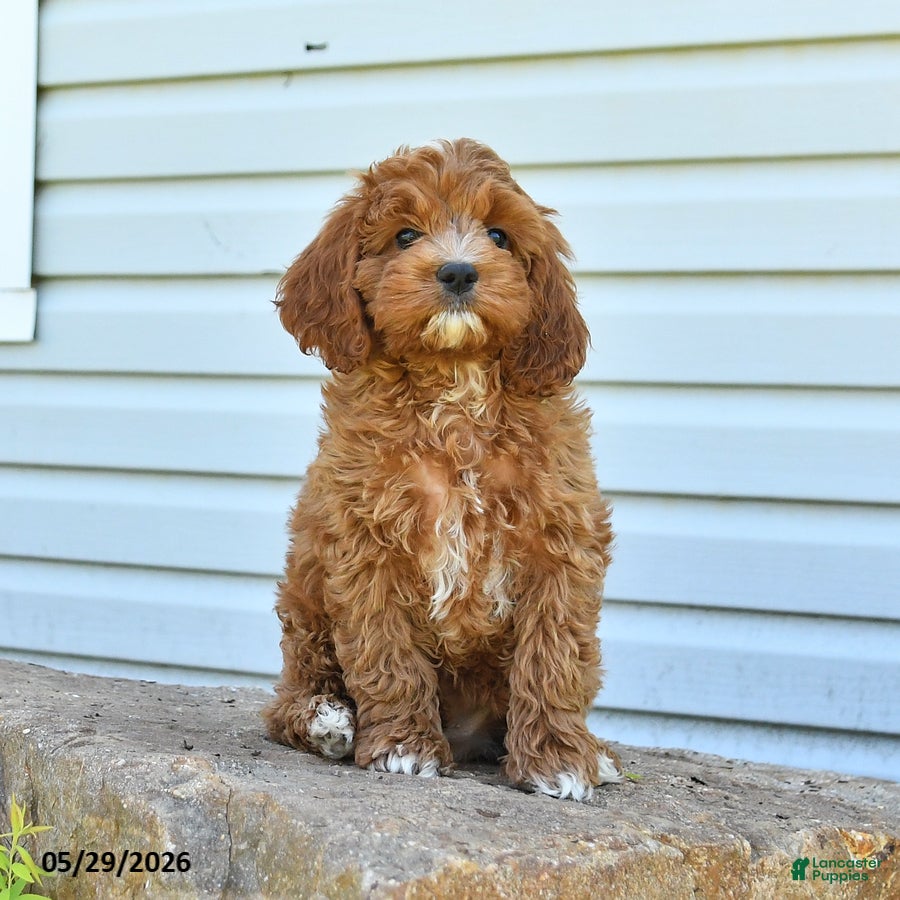 Cockapoo dogs Hero - Ad 1