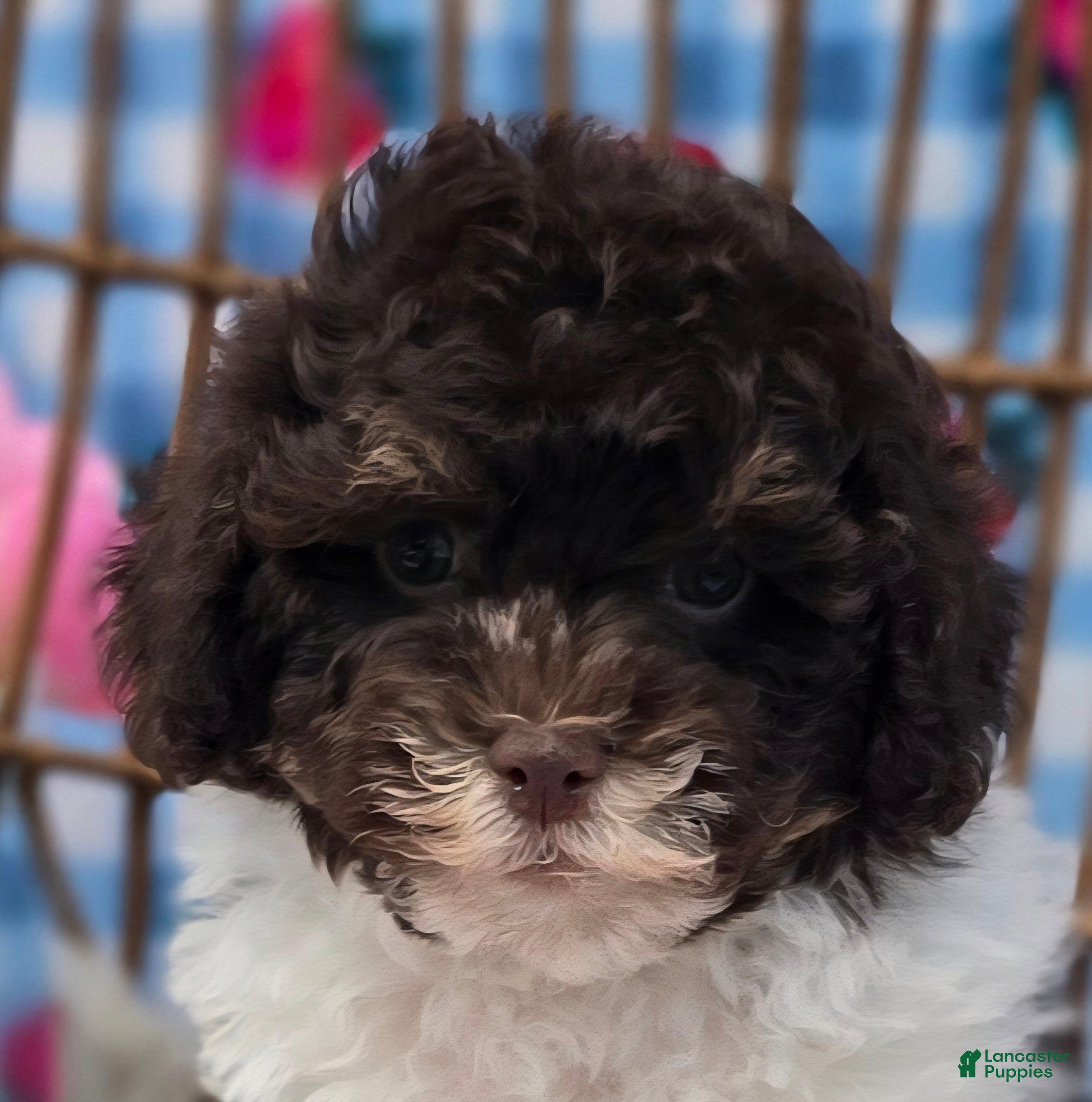 Havapoo dogs Keebler - Ad 29