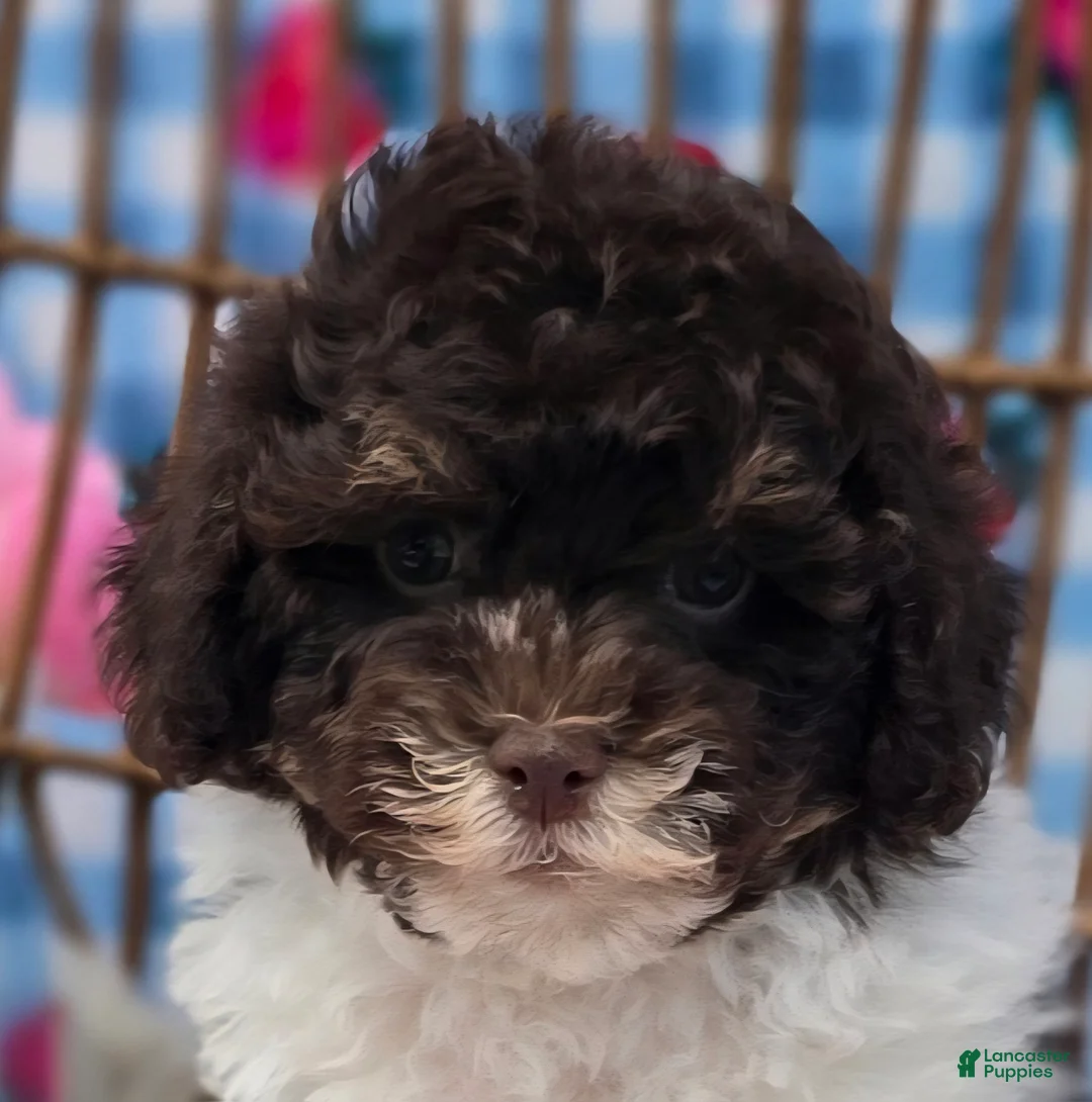 Havapoo dogs for sale: Keebler - Ad 1