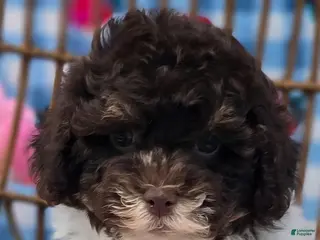 Havapoo dogs Keebler - Ad 19