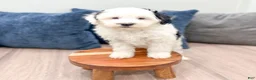 Mini Sheepadoodle dogs for sale: Lilibelle - Ad 2