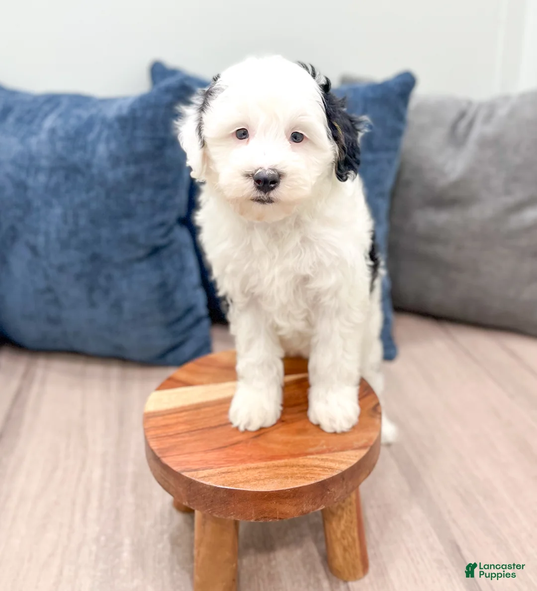 Mini Sheepadoodle dogs for sale: Lilibelle - Ad 2