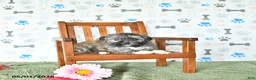Shihpoo dogs for sale: Chloe - Ad 3