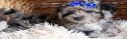Bichpoo dogs for sale: NOAH - Ad 9