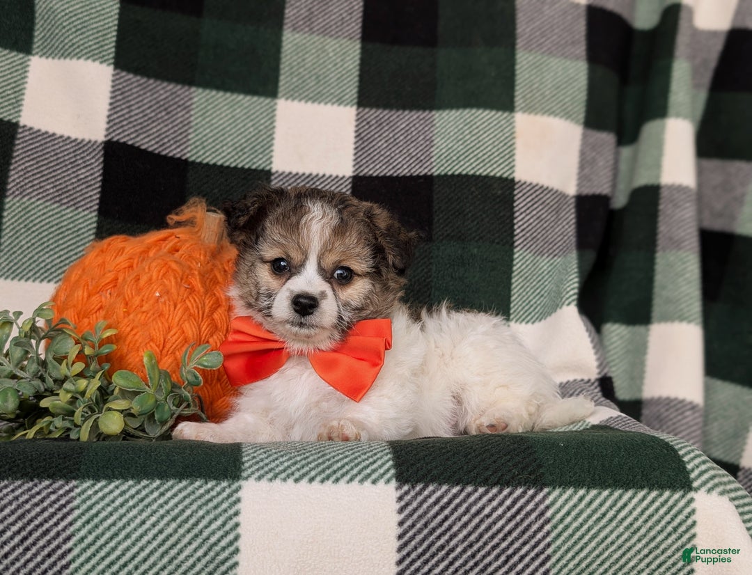 Mixed Breed dogs for sale: Ryan 10 lbs Full Grown - Ad 4