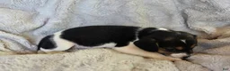 Puggle dogs for sale: Daisy - Ad 7