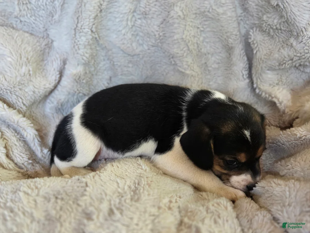 Puggle dogs for sale: Daisy - Ad 7