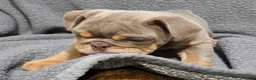 English Bulldog dogs for sale: Dick - Ad 3