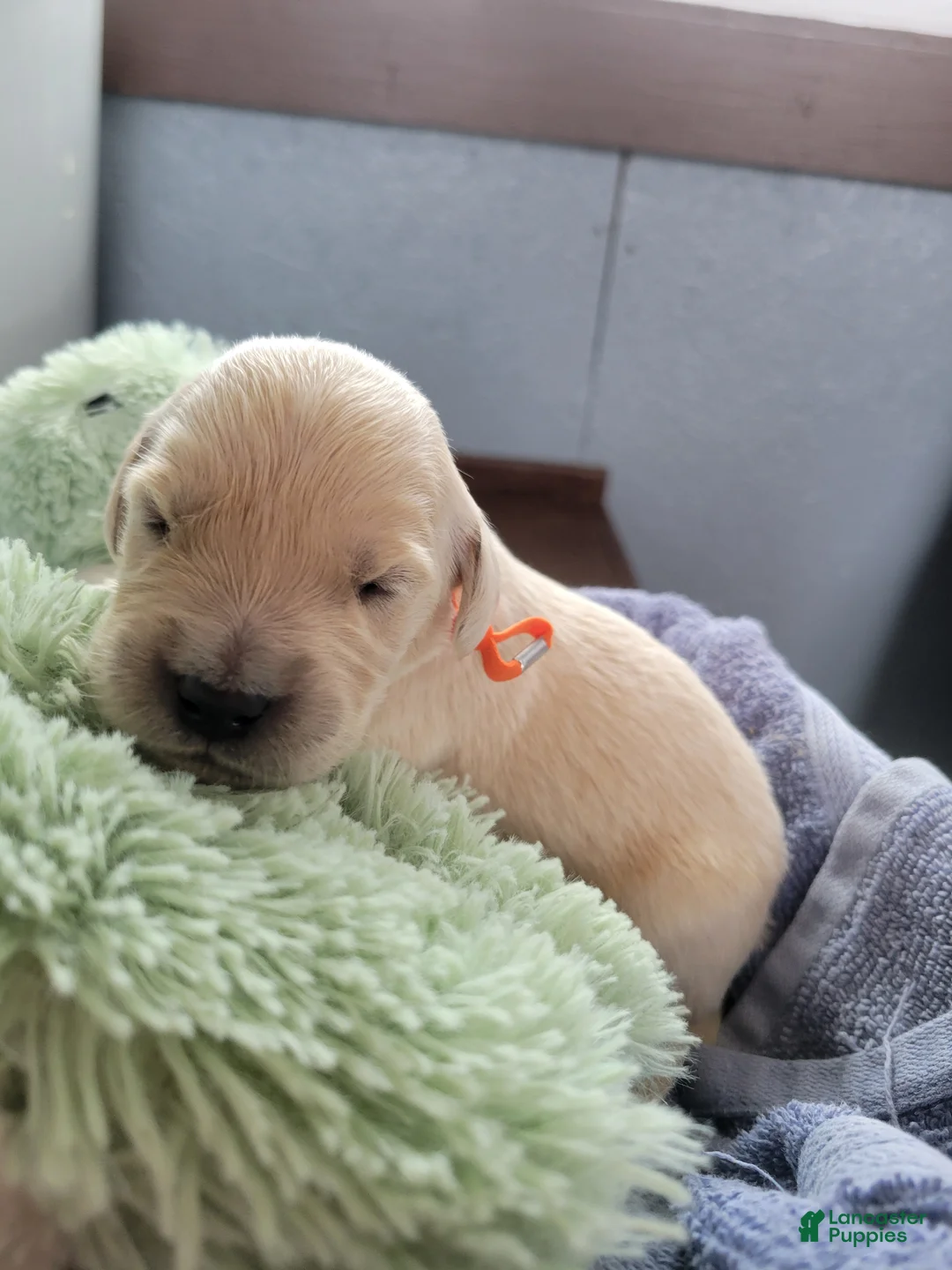 Golden Retriever dogs for sale: Chex - Ad 11