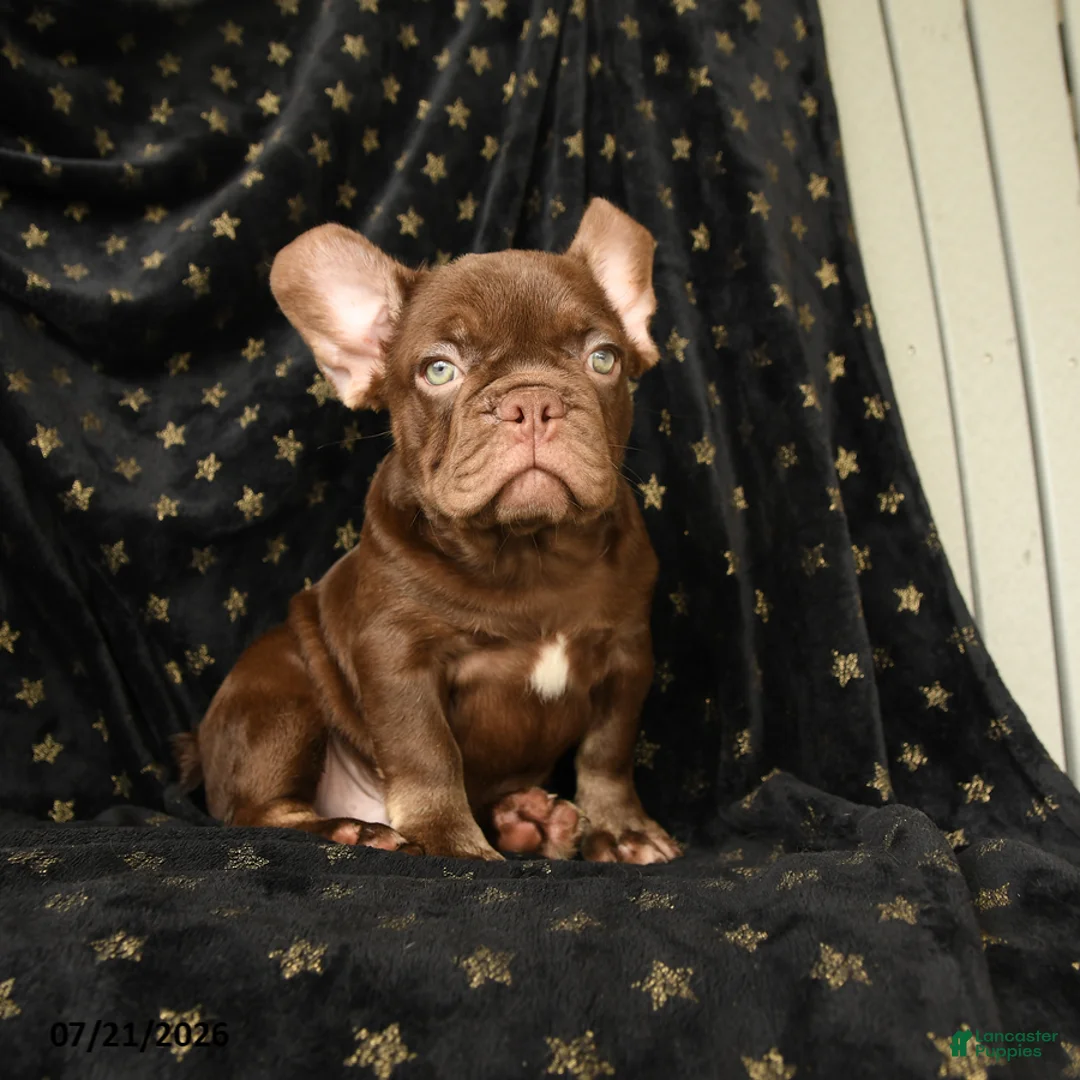 French Bulldog dogs for sale: Rocky - Ad 1