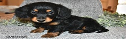 Miniature Dachshund dogs for sale: King - Ad 4