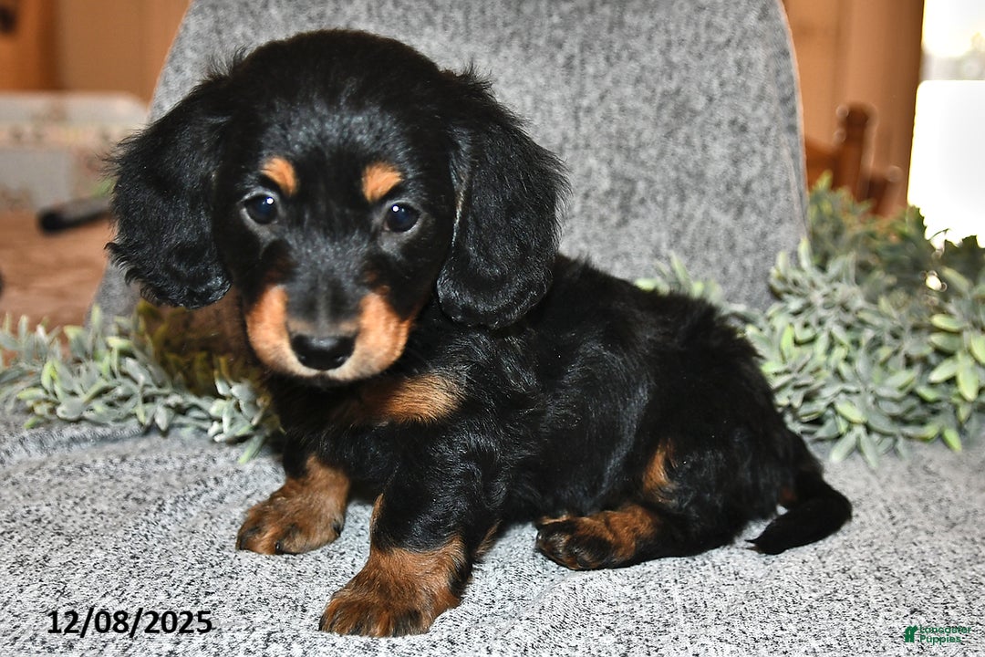 Miniature Dachshund dogs for sale: King - Ad 4