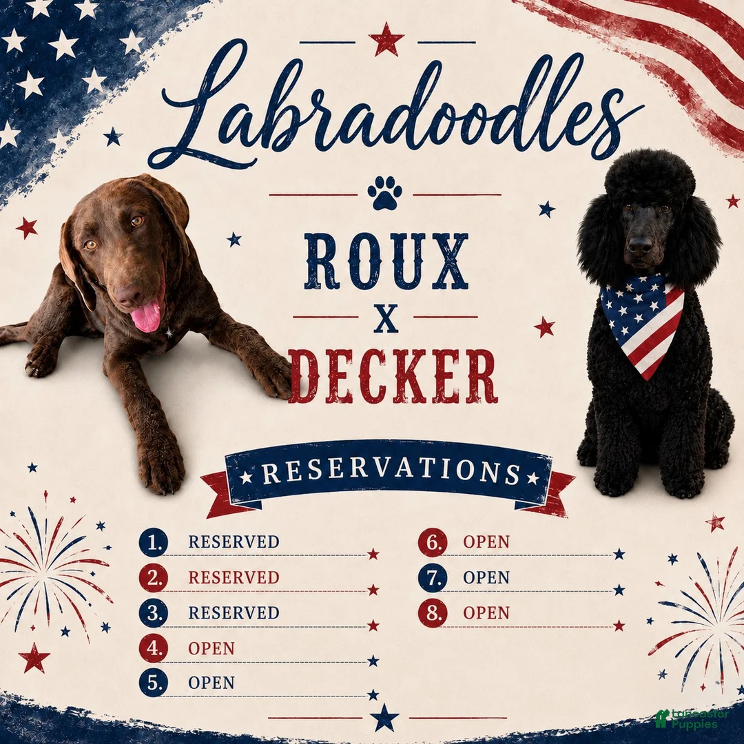 Labradoodle dogs for sale: Skye - Ad 11