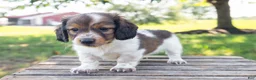 Miniature Dachshund dogs for sale: Calvin - Ad 8