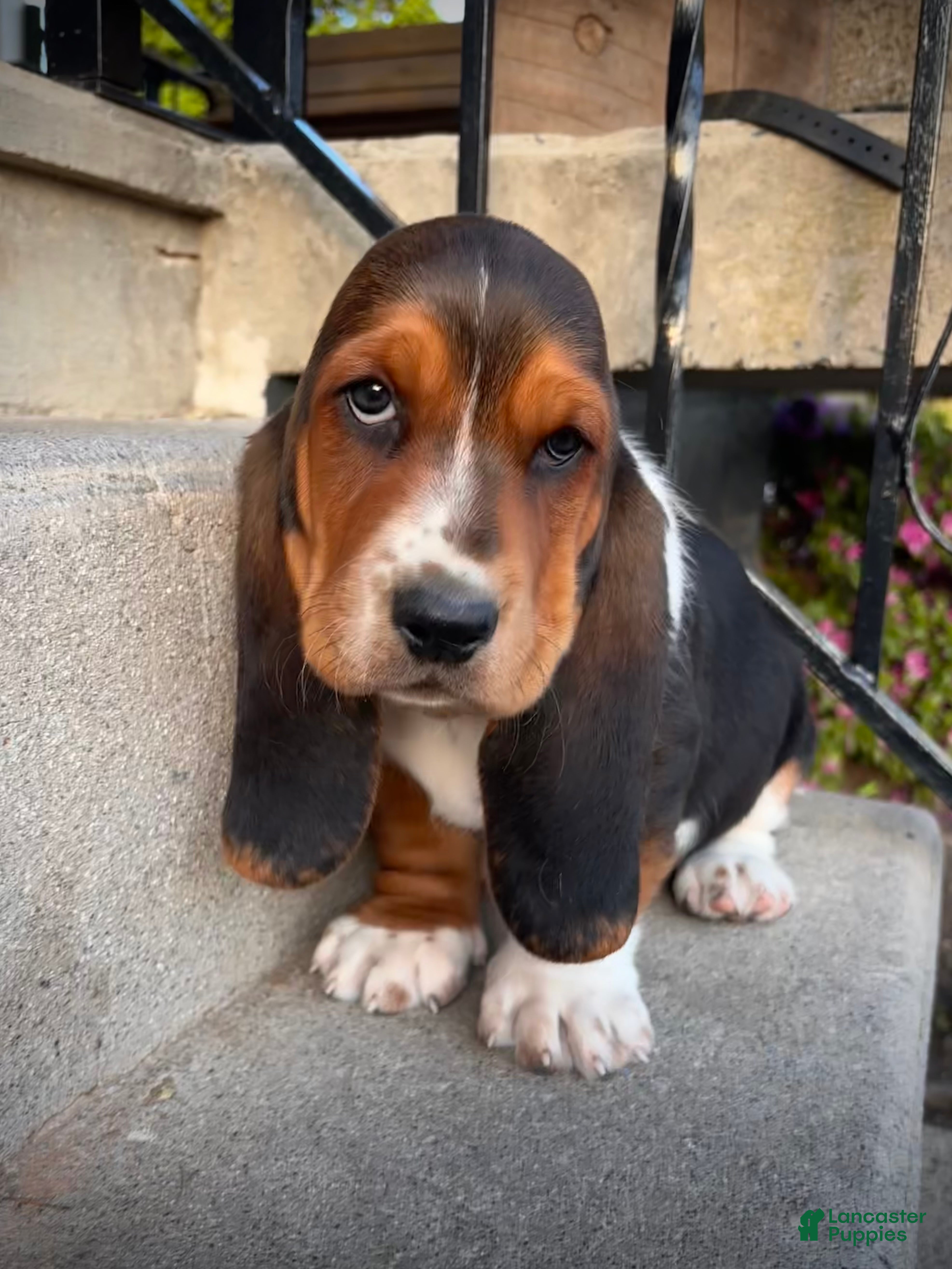 Basset Hound dogs Winston - Ad 21