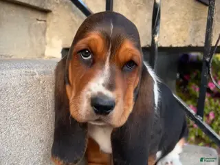 Basset Hound dogs Winston - Ad 21