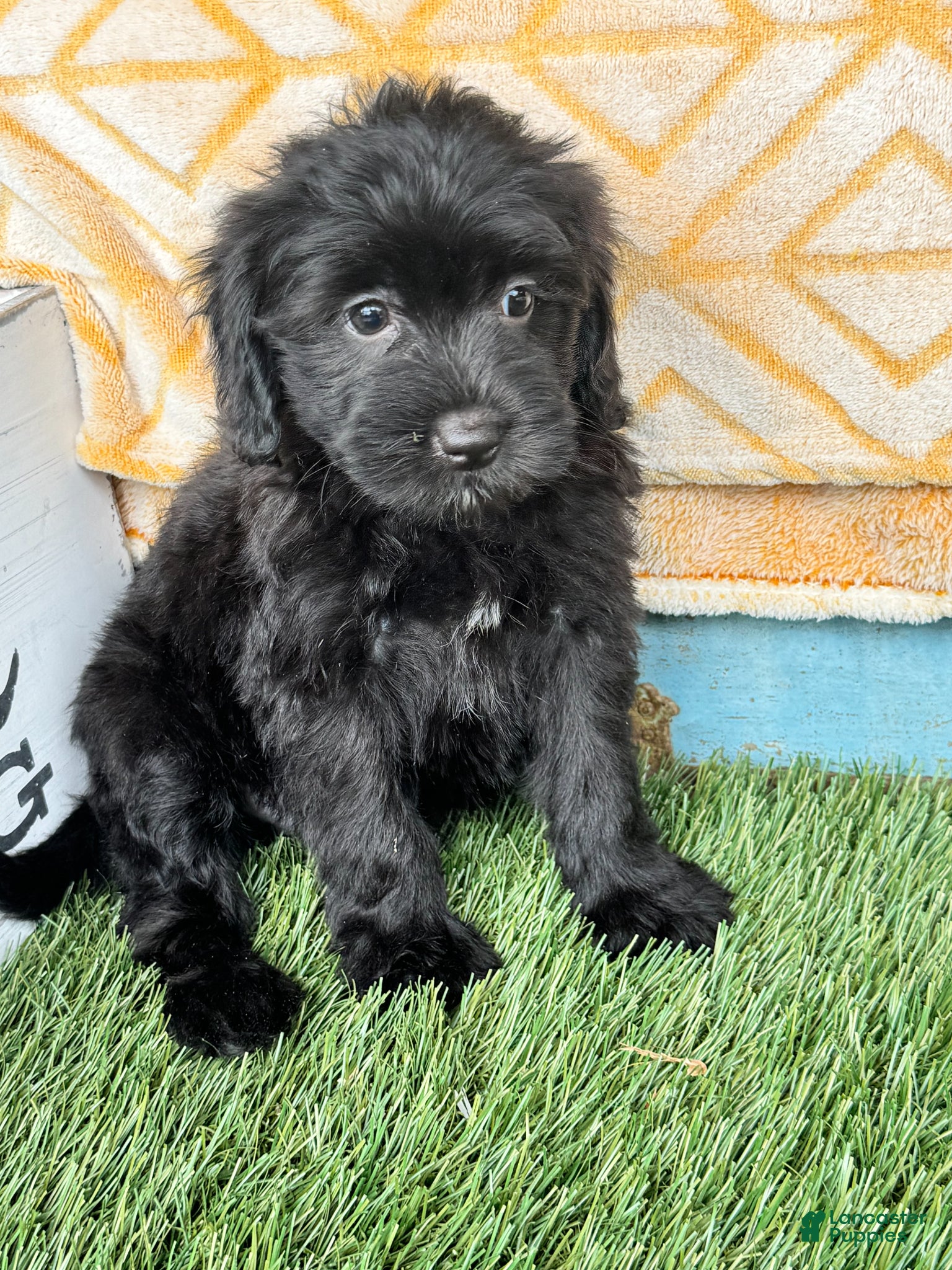 Mini Bernedoodle dogs Nina - Ad 8