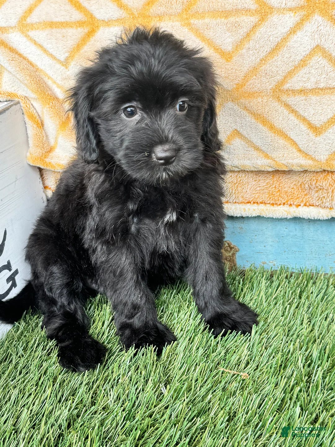 Mini Bernedoodle dogs for sale: Nina - Ad 1