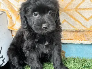 Mini Bernedoodle dogs Nina - Ad 39