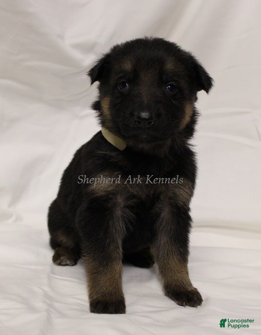 German Shepherd dogs German Shepherd Puppy 1 - Ad 4