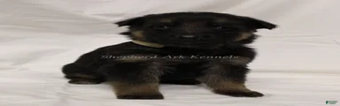 German Shepherd Puppy 1