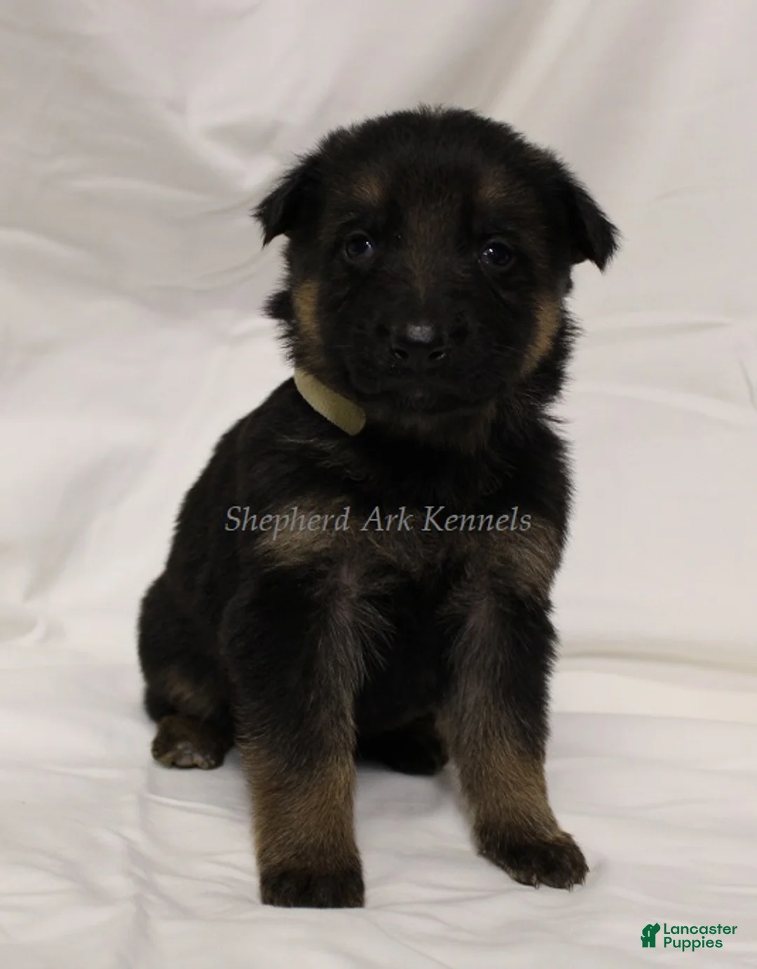 German Shepherd dogs for sale: German Shepherd Puppy 1 - Ad 1