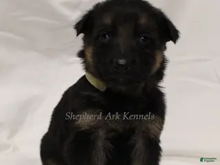 German Shepherd dogs German Shepherd Puppy 1 - Ad 33