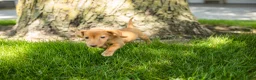 Miniature Dachshund dogs for sale: Bella  - Ad 2
