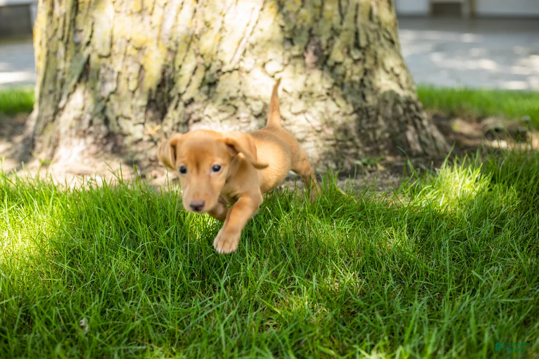 Miniature Dachshund dogs for sale: Bella  - Ad 2