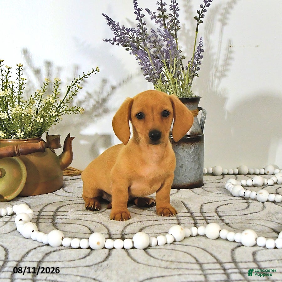 Miniature Dachshund dogs Oscar - Ad 2
