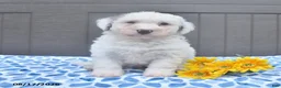 Bichpoo dogs for sale: Stanley - Ad 2