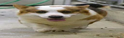 Welsh Corgi Pembroke dogs for sale: Cody - Ad 6